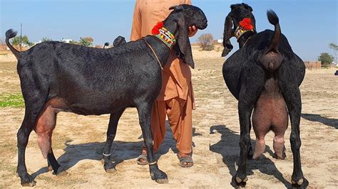 Goat Farming Pure Amritsari Beetal Bachon Wali Or Gabhan Bakriyan