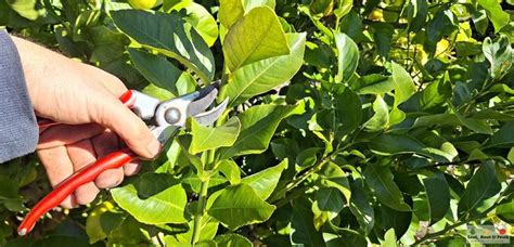 Citrus Growing Guide Part 4 Pruning And Shaping Of Citrus Trees Leaf Root And Fruit Gardening