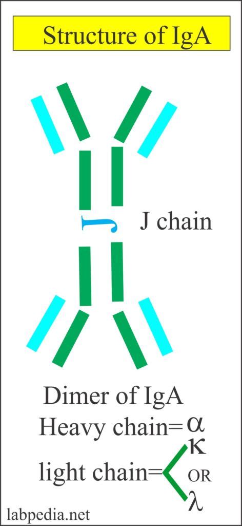 Immunoglobulin A (IgA) – Labpedia.net