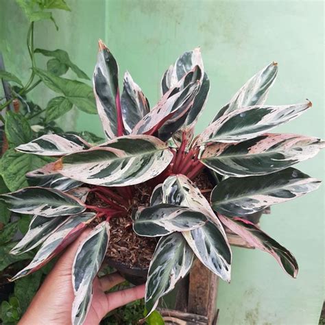 Tanaman Hias Calathea Triostar Multicollor Stromante Variegata