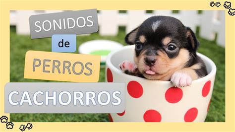 🐶 Sonidos De Perros Cachorros 🦴 Perros Pequeños Bebés Puppy Dogs