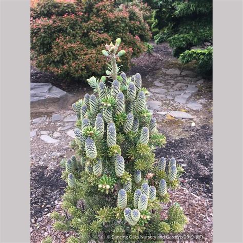 Abies Koreana Gait Dwarf Korean Fir Dancing Oaks Nursery And Gardens