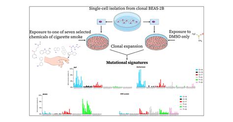 Dissection Of Cancer Mutational Signatures With Individual Components