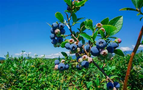 Como Plantar Mirtilo Em Casa Passo A Passo Blog Da Plantei