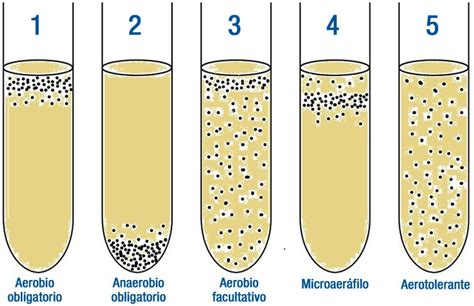 Bacterias Actuaciencia Siembra Aislamiento Y Caracterizaci N De Bacterias