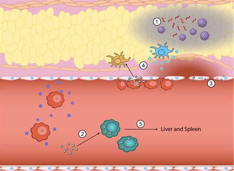 Biomaterial Driven Immunomodulation Cell Biology Based Strategies To