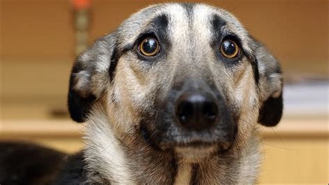 Día Mundial Del Perro Por Qué Se Celebra Cada 21 De Julio