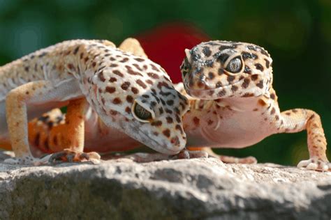 Male Vs Female Leopard Gecko Understanding The Differences