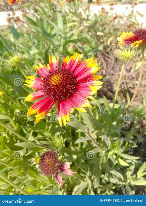 Close Up Of Red Indian Blanket Flowerflowers In Flying Honey Bee