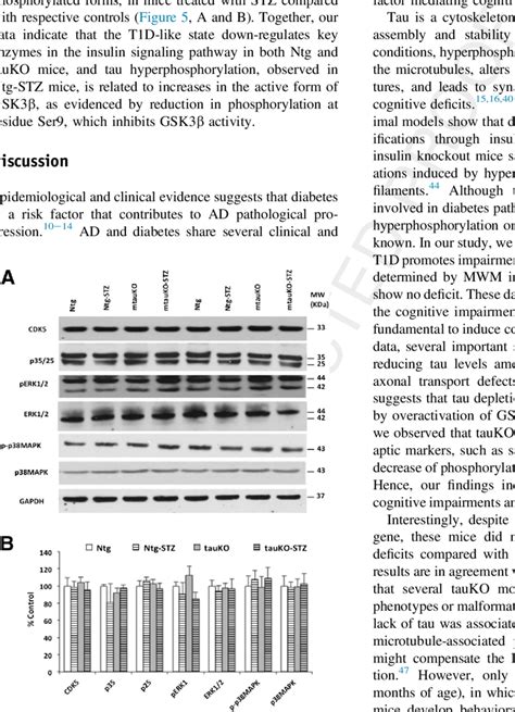 Streptozotocin Treatment Does Not Alter Cdk5 Erk And P38mapk Kinases