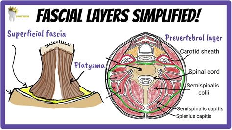 Anatomy Fascial Layers Of The Neck Simplified What Are Fascial