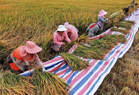 【关注】这次是新品种！又一块袁隆平超级杂交稻实验田在蒙自测产水稻