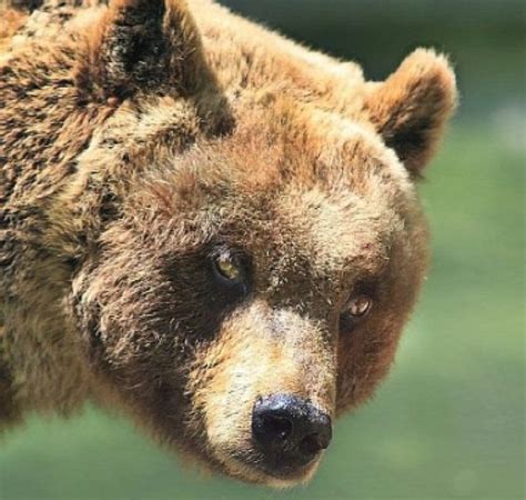 Orso Irrompe Dentro Presepe Di Civitella Alfedena Per Mangiare Le