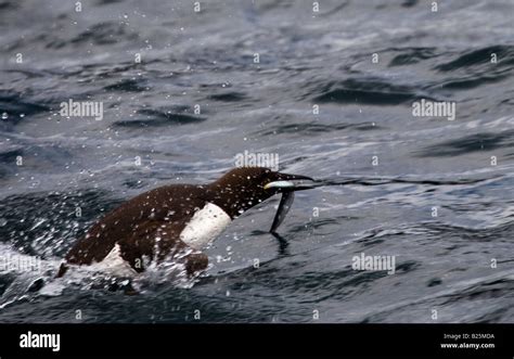 Guillemot Bird Splashing In Water Stock Photo Alamy