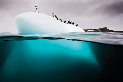 Extreme Tales From A Record Breaking Dive In The Antarctic New Scientist