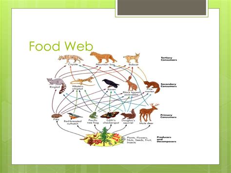 Ppt Temperate Grasslands Powerpoint Presentation Free Download Id