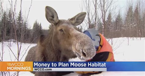 Federal grant will help DNR restore moose habitat - CBS Minnesota