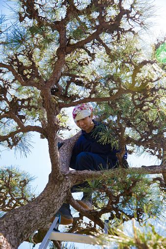 Young Japanese Gardener Pruning Pine Tree Stock Photo - Download Image ...