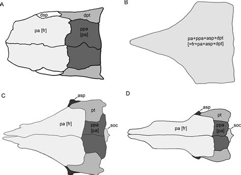 Diagrammatic Representation Of The Skull Roof Of Certain Download Scientific Diagram