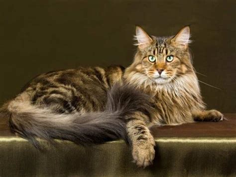 El Maine Coon Todo Lo Que Necesitas Saber Sobre Esta Raza Smylepets