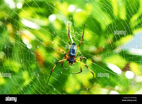 Giant Wood Spider Nephila Maculata Nephila Pilipes Stock Photo Alamy