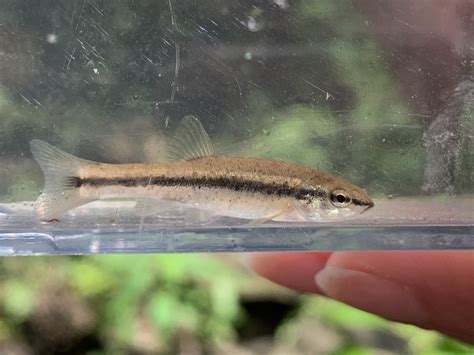 Western Blacknose Dace From 250th St Sanborn MN US On August 20