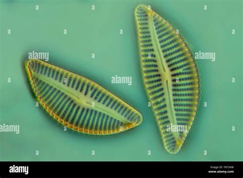 Marine Diatoms Labeled