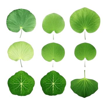 Lotus Leaf Isolate Collection Lotus Leaf Isolated Png Transparent