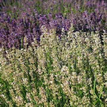 Lavande Hidcote Lavandula Angustifolia Naine Pis Bleu Violet