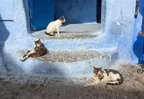 Gatos En La Calle Azul En Medina Chefchaouen Foto Premium