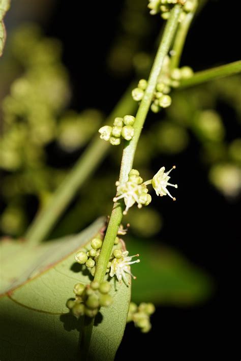 Nephelium Lappaceum Rambutan Sapindaceae If You Re Using Flickr