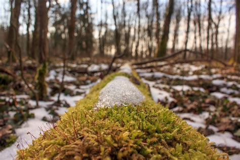 Fotos gratis árbol naturaleza bosque césped planta hoja flor