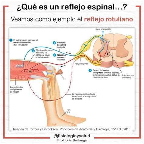 Diagrama De Reflejo Rotuliano