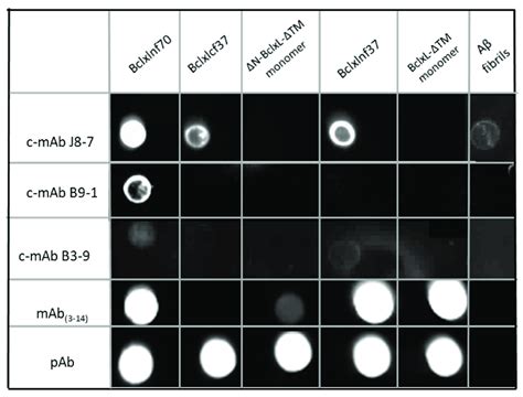 Amyloid Specificity Determined By Dot Blots To Test The Specificity Of