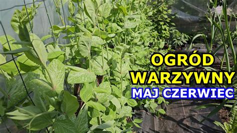 Ogr D Warzywny Prze Om Maja I Czerwca Spacer Po Ogrodzie Warzywnym