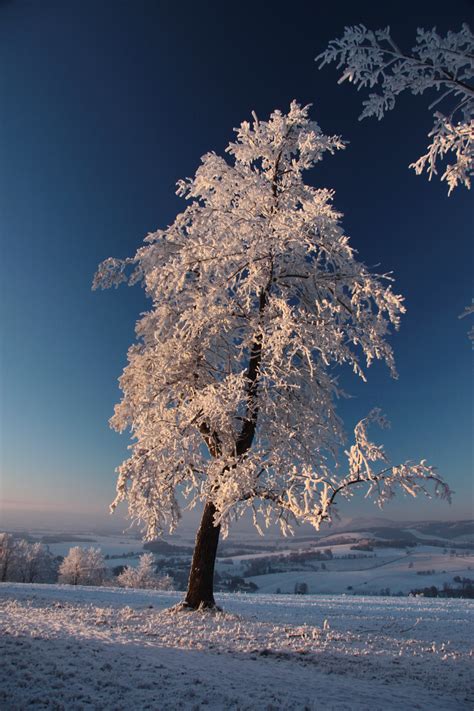 Free Images Tree Nature Branch Snow Winter Cloud Sky Sunset