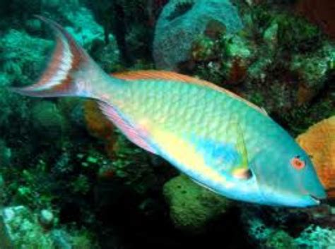 Redtail Parrotfish Information and Picture | Sea Animals