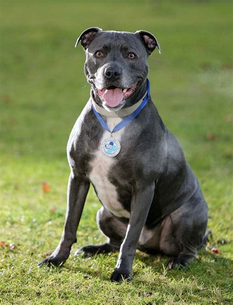 Is A Staffordshire Bull Terrier On The Dangerous Dog List At Marcus