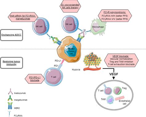 Targeting The Complexity Of ERBB2 Biology In Gastroesophageal Carcinoma