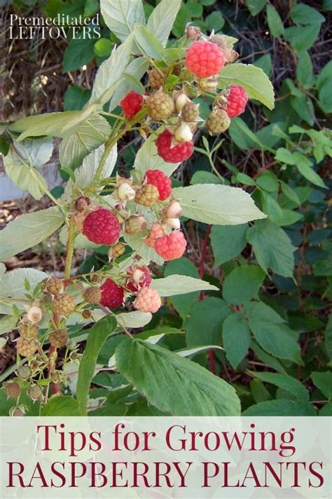 Tips For Growing Raspberry Plants In Your Garden Including How To Plant Raspberries How To Care