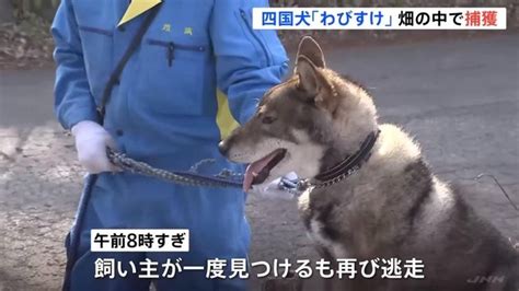 四国犬・侘助わびすけを捕獲 みかん畑で寝ていたのを発見 ゴールデンタイムズ