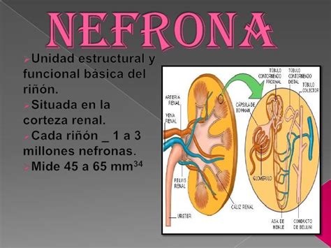 Nefrona