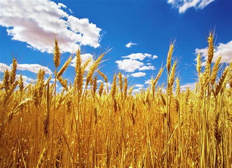 Ripe Wheat Crop At Warracknabeal By Australian Scenics