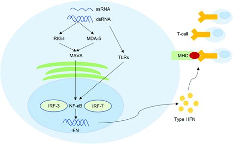 Hervs Can Up Regulate Tumor Immune Signal And Trigger Subsequent