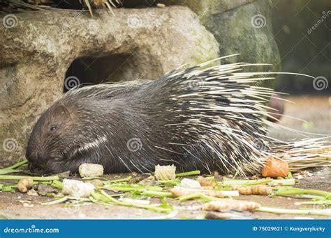 The porcupine eating stock image. Image of brown, shot - 75029621