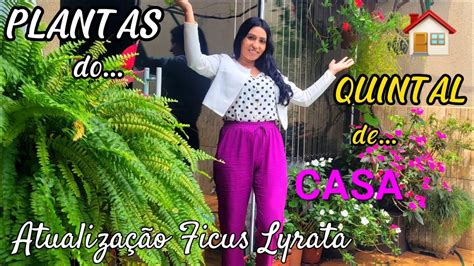 Rotina Mostrando Plantas 🪴do Quintal De Casa Tour Planta Ficus Lyrata Atualização Youtube