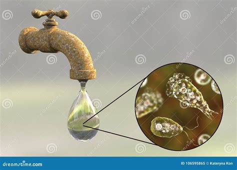 Cerveau Consommation Du Fowleri De Naegleria D Amibe Dans L Eau Du