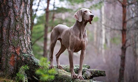 Las Razas De Perro M S Elegantes Foto