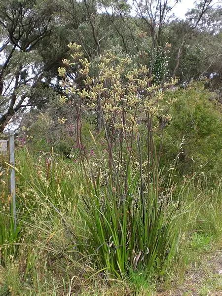 Anigozanthos Flavidus Green Flower Flower Herbaceous Plants