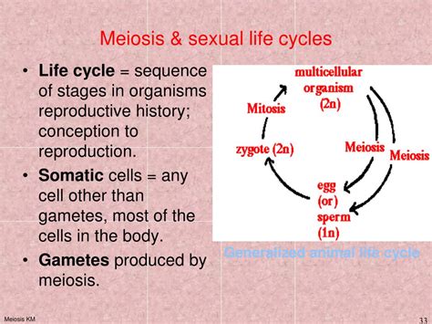 Ppt Meiosis And Genetic Variation Powerpoint Presentation Free